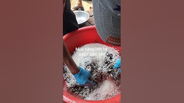 Quy trình muối mắm cá cơm thùng 20lit #haisanbinhhang