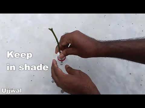 آموزش پرورش گل رز برش داده شده در بطری آب