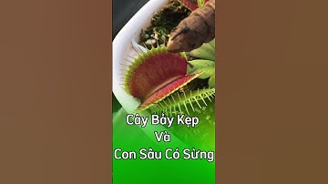 Cây bẫy kẹp và con sâu có sừng siêu to khổng lồ #shorts #cay #câybẫykẹp