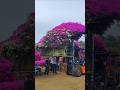 Fabulous bougainvillea bonsai #flowers #flower #bonsai