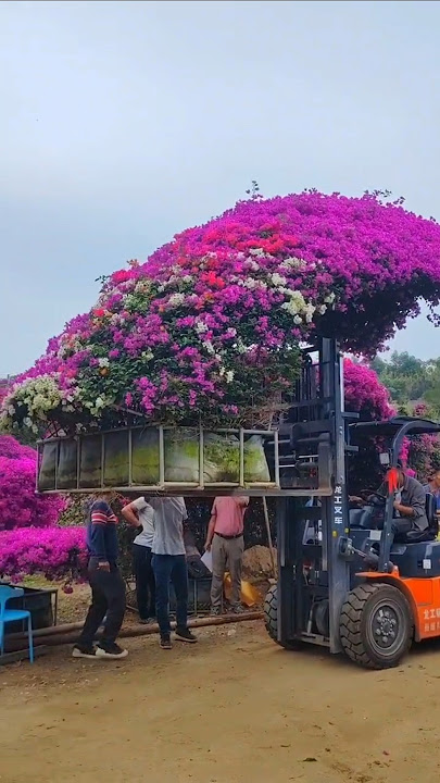 Fabulous bougainvillea bonsai #flowers #flower #bonsai