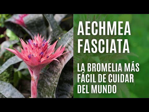 Cómo cultivar bromelias en el exterior? | Jardineria On