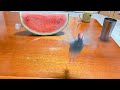 スイカ好きの文鳥が久しぶりにスイカを見るとこうなります　java sparrow