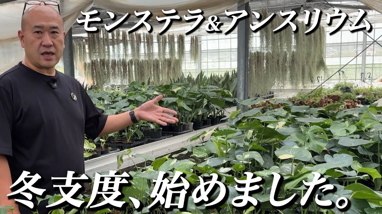 EP#011 アマゾン農場散策【秋編Part1】モンステラ&アンスリウム 冬支度の前に一挙ご紹介!!【アマゾンへ行こ〜】