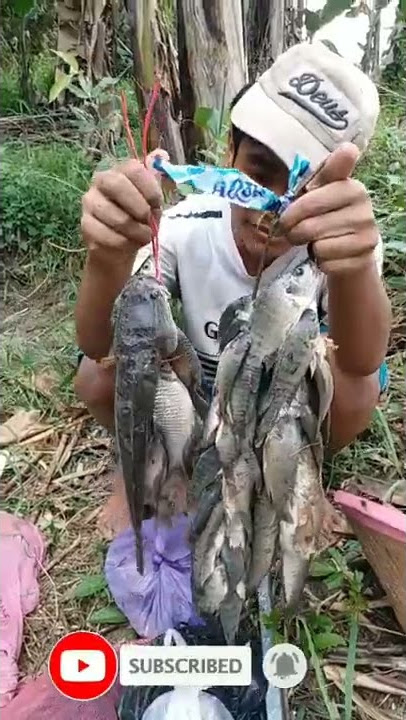 CARI IKAN DI SAWAH HASILNYA SUNGGUH MANTAP BANYAK SEKALI #Shorts