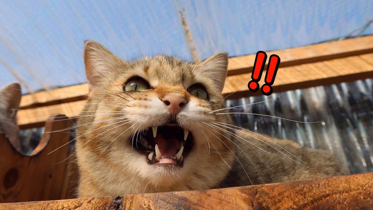 새한테 험한 말 하는 고양이(Chattering) - Youtube
