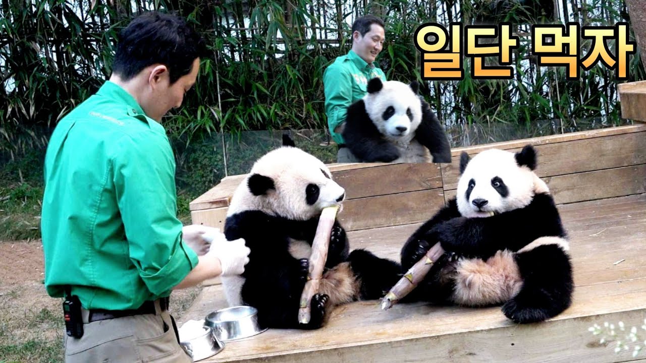 루이바오 후이바오 퇴근 우유 많이 먹어야 하는데 그렇치 24.05.21