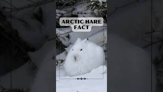 Arctic Hare Masters Of The Frozen North