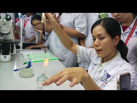 Video: Cách Cấy Vi Khuẩn Euphorbia Tam Giác