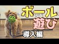 【犬のしつけ】子犬とボール遊びを楽しむ方法。持ってこいを教えよう！