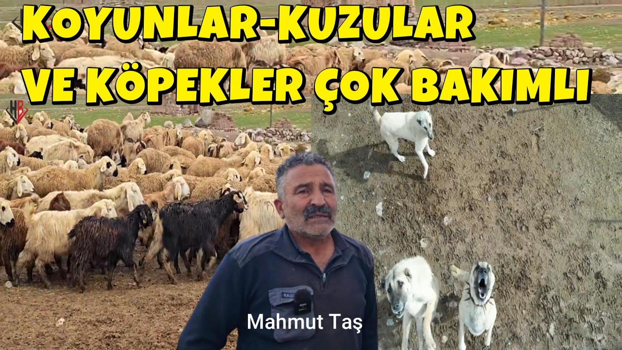 KOYUNLAR-KUZULAR VE KÖPEKLER ÇOK BAKIMLI
