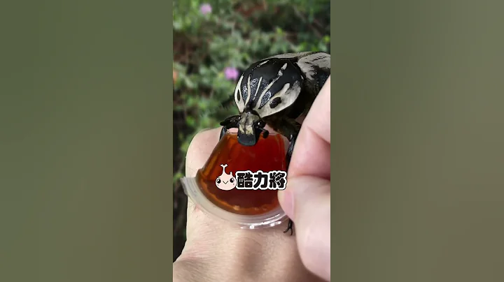 我要吃肉肉【金龜子咬人啦!】 - 天天要聞
