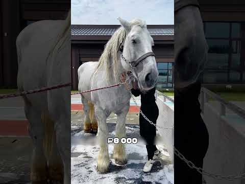 ДОРОГУЩИЙ конь президента Узбекистана от ШЕЙХОВ🤔🔥🐴