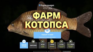 картинка: Русская Рыбалка 4 - Фарм Котопса