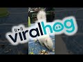 My Daily Encounters with Elva the Albino Squirrel || ViralHog
