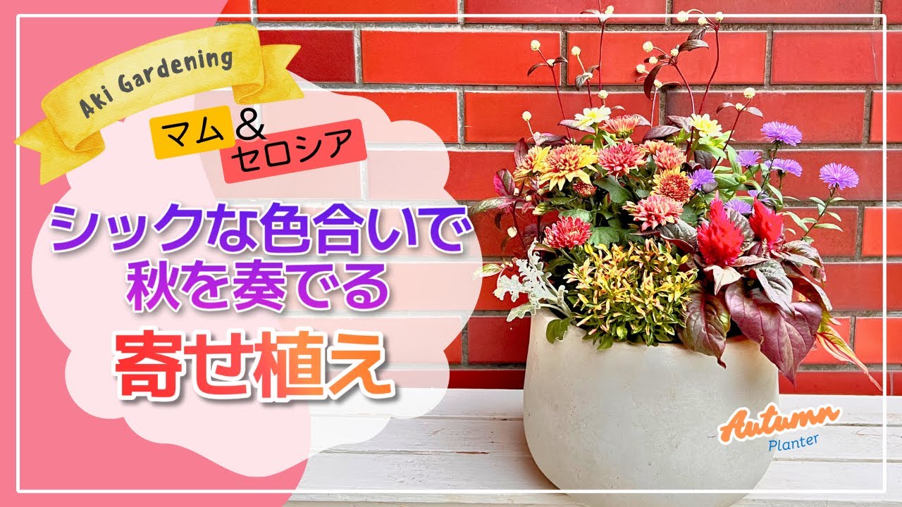 秋の寄せ植え】玄関先を素敵に彩る！セロシア＆マムを使った秋色満載の