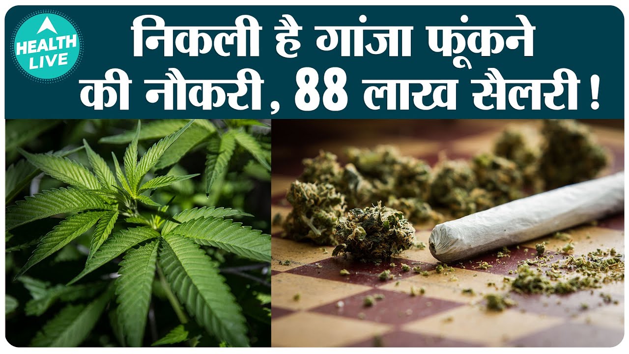 Germany Weed Job: गांजा पीने वालों के लिए इस कंपनी ने निकाली नौकरी| Health Live