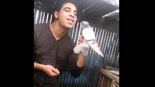 تعالوا شوفوا معجزة الحمام ده Miracle of a pigeon