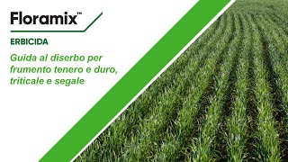 Guida diserbo cereali - ep.3. Floramix: post-emergenza per frumento, triticale e segale