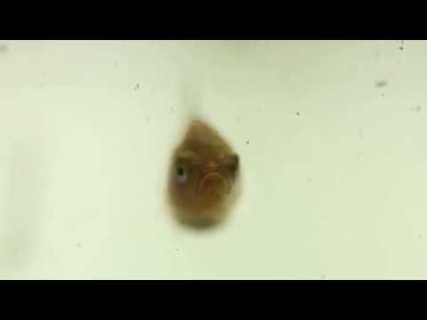 ケンミジンコを食べる稚魚 Youtube