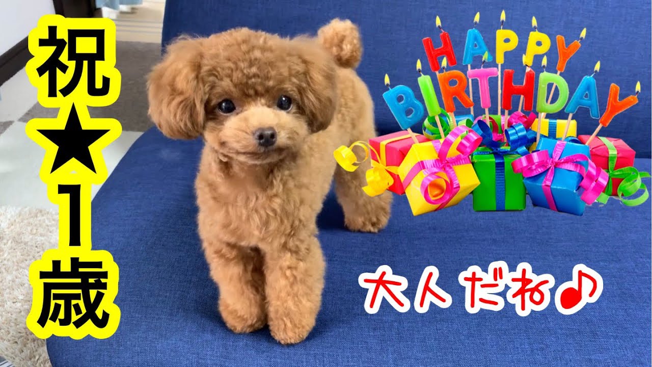 お誕生日おめでとう 子犬が成犬になるまでを振り返る トイプードルのコロン Youtube