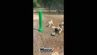 Moose Apply To Adopt Today At .Bossypawsrescue