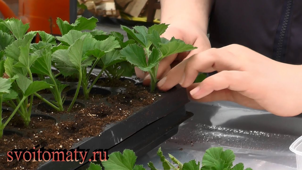 Начинаем укоренять пеларгонии