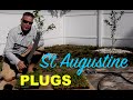 Making St Augustine Grass Plugs From Sod :: Palmetto St Augustine