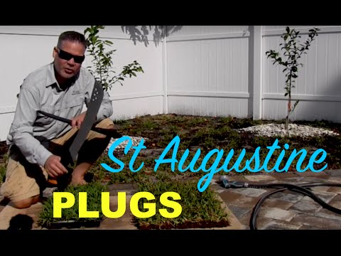 Video: Informatie over St. Augustine Grass