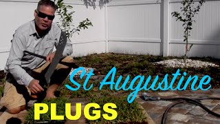Making St Augustine Grass Plugs From Sod :: Palmetto St Augustine
