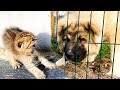 The bravest kitten hisses at a huge dog when he meets her.