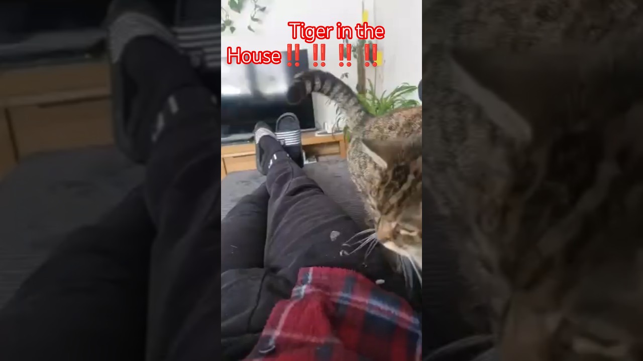 #tiger#cats#cat#catvideo#tiere#animal#lustigetiere#