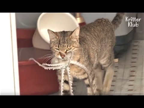 cat-thieves-steal-an-octopus-to-eat-it-alive-|-kritter-klub