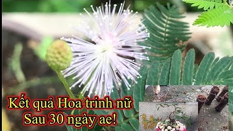 Kết quả Trồng hoa trinh nữ tạo dáng bonsai sau 30ngày ae!