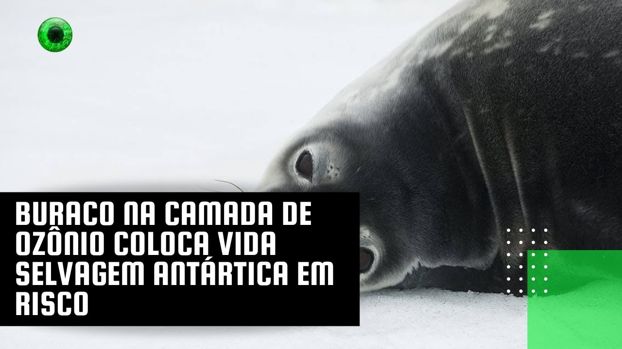 Buraco na camada de ozônio coloca vida selvagem antártica em risco