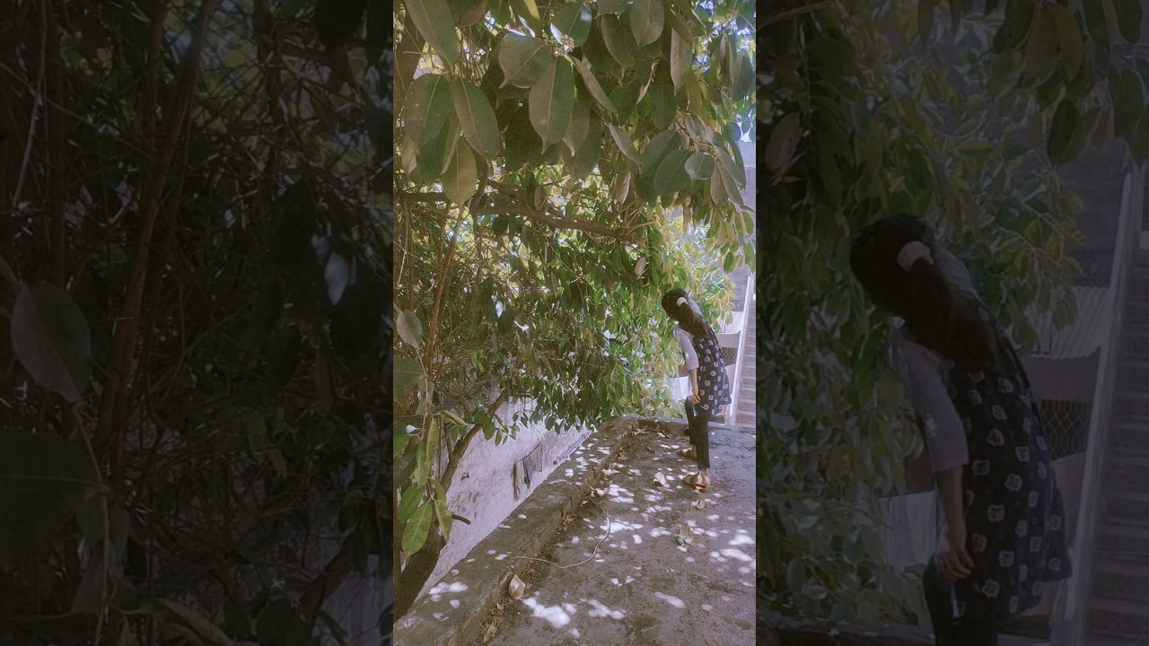 uncovering the charm of the Black Plum Tree ❤️ 