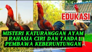 MISTERI KATURANGGAN AYAM : RAHASIA CIRI DAN TANDA PEMBAWA KEBERUNTUNGAN
