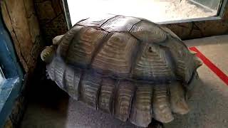 Шпороносная черепаха Геркулес