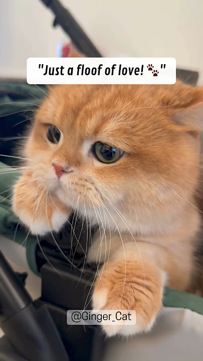 Cute Cat | Cat Lover | Episode 31 😍💖✨
