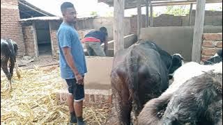 TUNAUZA NG'OMBE WA KISASA WA MAZIWA WENYE MIMBA.  Hawa ni ng'ombe wanne tulio washusha jana Tar 06/0