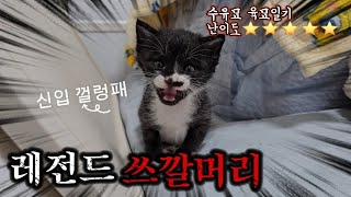 아기 고양이 목청 이거 맞아?,,레전드 성깔묘와 천사 고양이가 만났을 때ㅣ레오와개집사둘