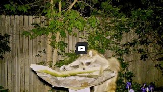 Very thirsty momma raccoon trying to drink from the bird bath