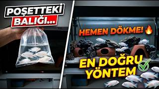YENİ BEYAZ PRENSES KOLONİSİ! | Akvaryuma Balık Ekleme ve Aşılama Nasıl Yapılır? ❄️🐠