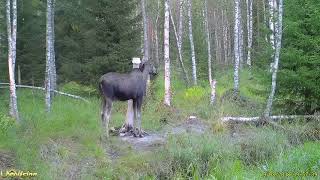 Hirvi-Video Iltalähetys Vielä Väreissä