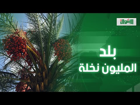 بلد المليون نخلة وفيها طريق يوصل للشام مباشرة مدينة القرين بالشرقية من عجايب مصر القديمة