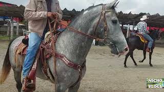 LOS 25 CABALLOS VENDIDOS EN LA PLAZA GANADERA DE RANCHO LAS TABLAS Y EL PUENTE DE SAN BERNABE.