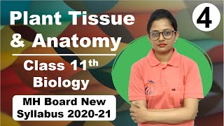 Plant Tissue and Anatomy Class 11th Biology Part 4 screenshot 5