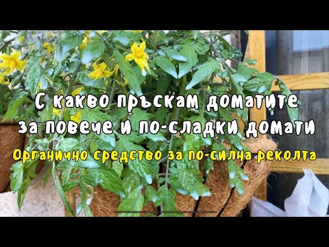 Видео: Борна киселина за цвекло: как да се хранят и обработват на открито? Как да разреждаме тора със сол, калиев перманганат и други компоненти?