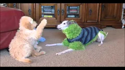 When Goldendoodles Have had Enough of Whippets