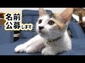 【保護猫】イエローの子の名前を決めようと思います【子猫】